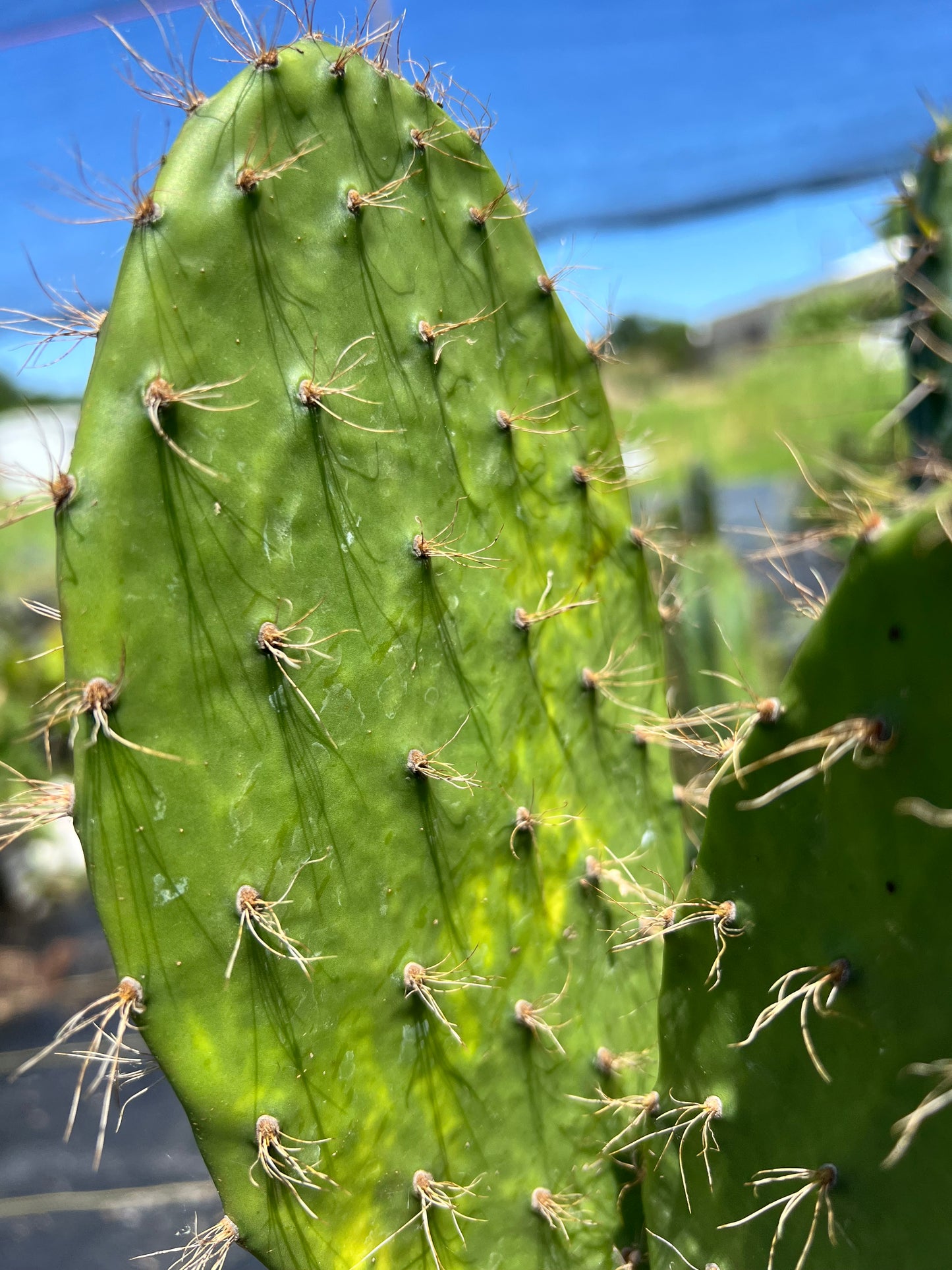 Galapagos island paddle cactus