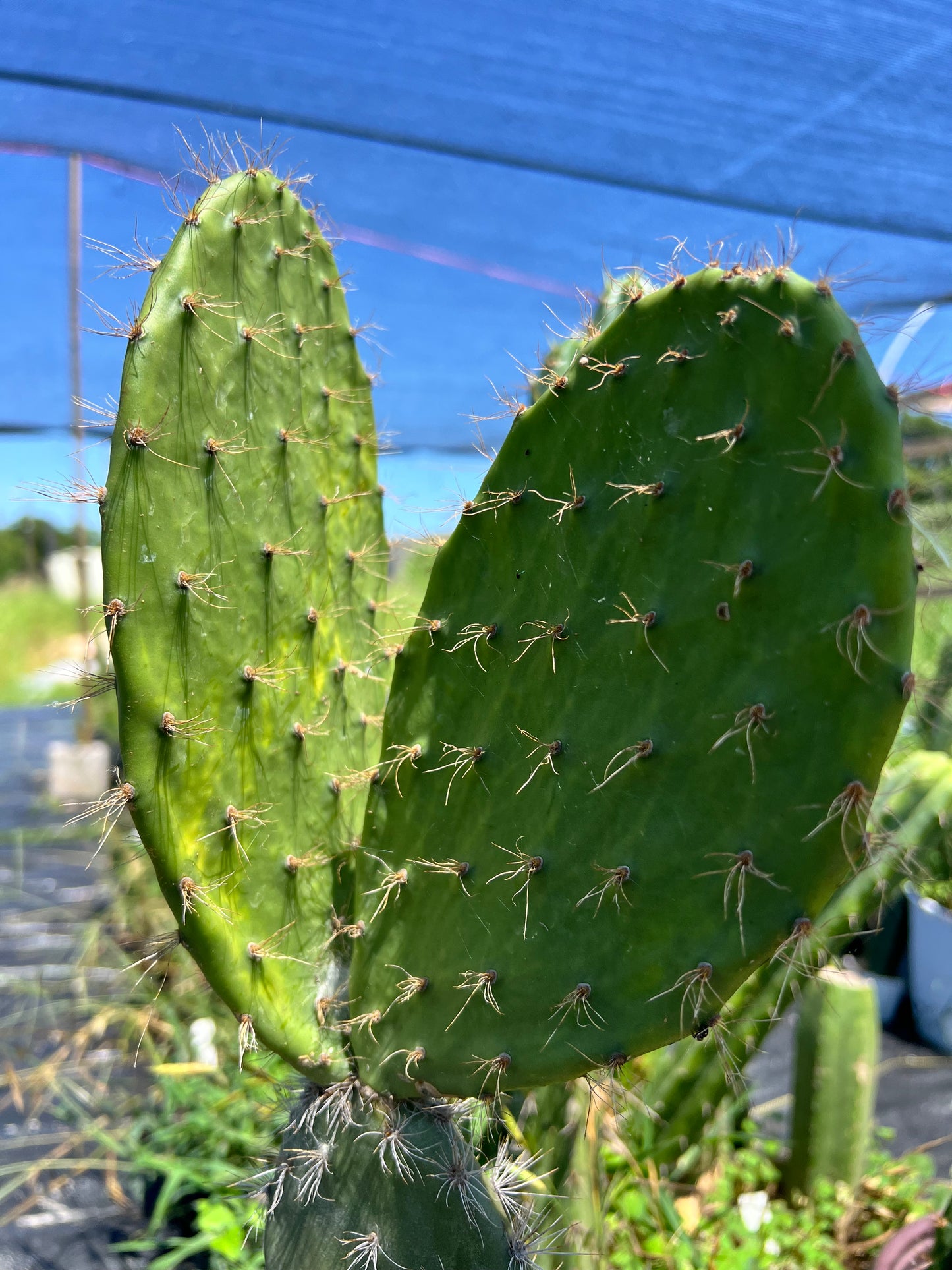 Galapagos island paddle cactus