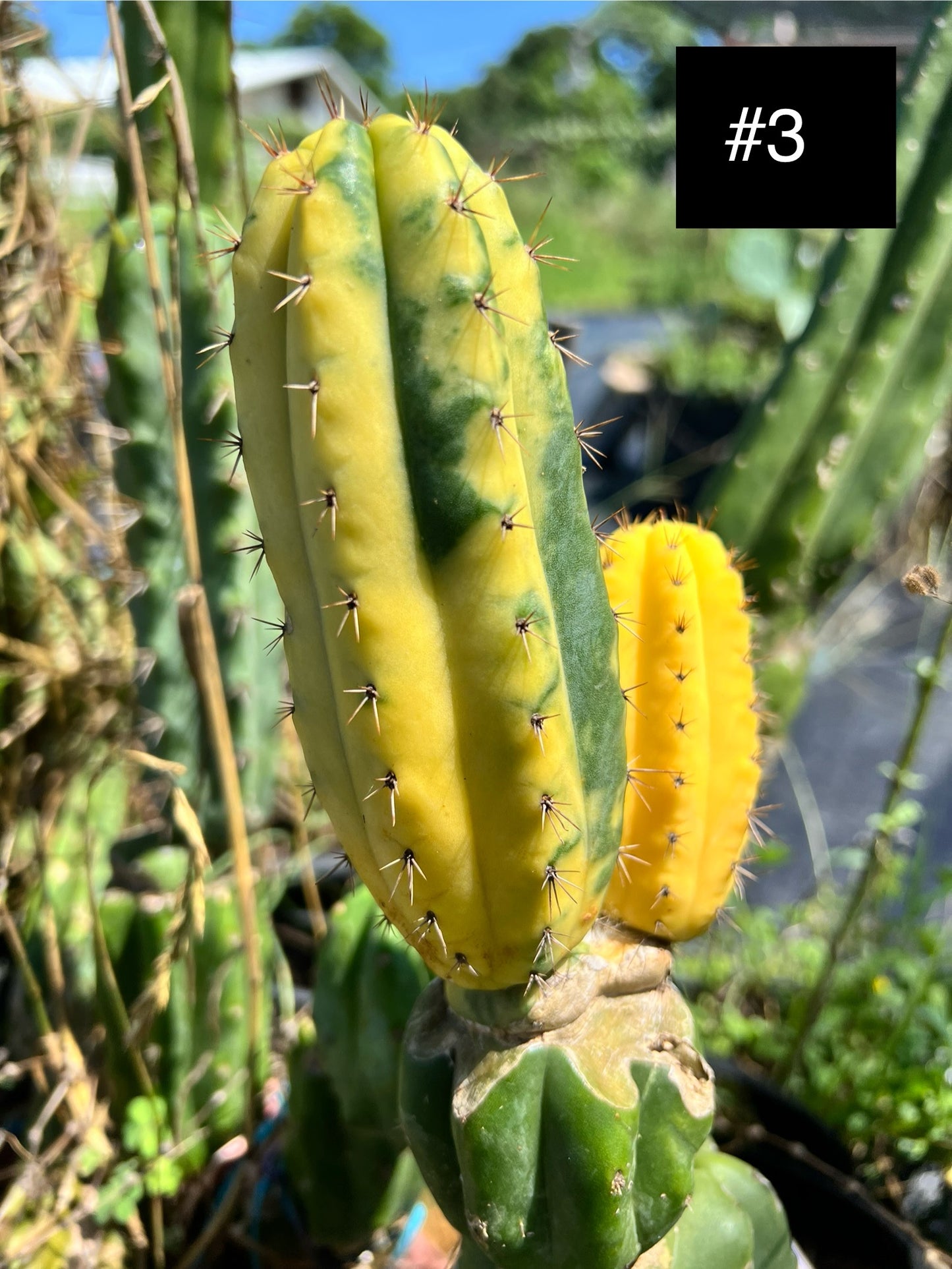 Variegated Santenensis junin guayana from James Buchanan