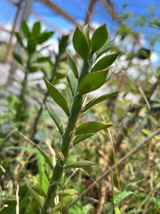 Pereskiopsis rotundifolia