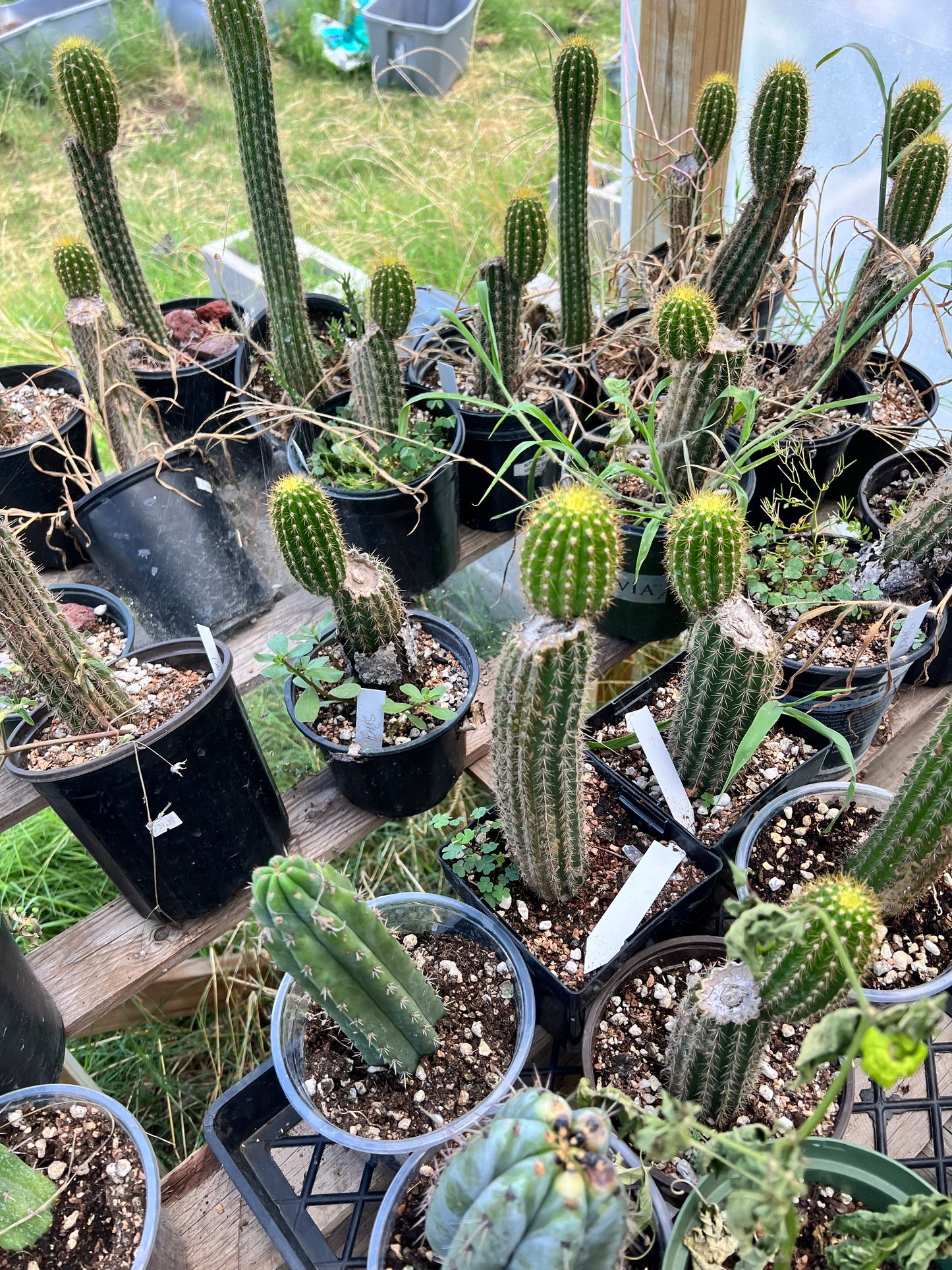 Echinopsis spachiana