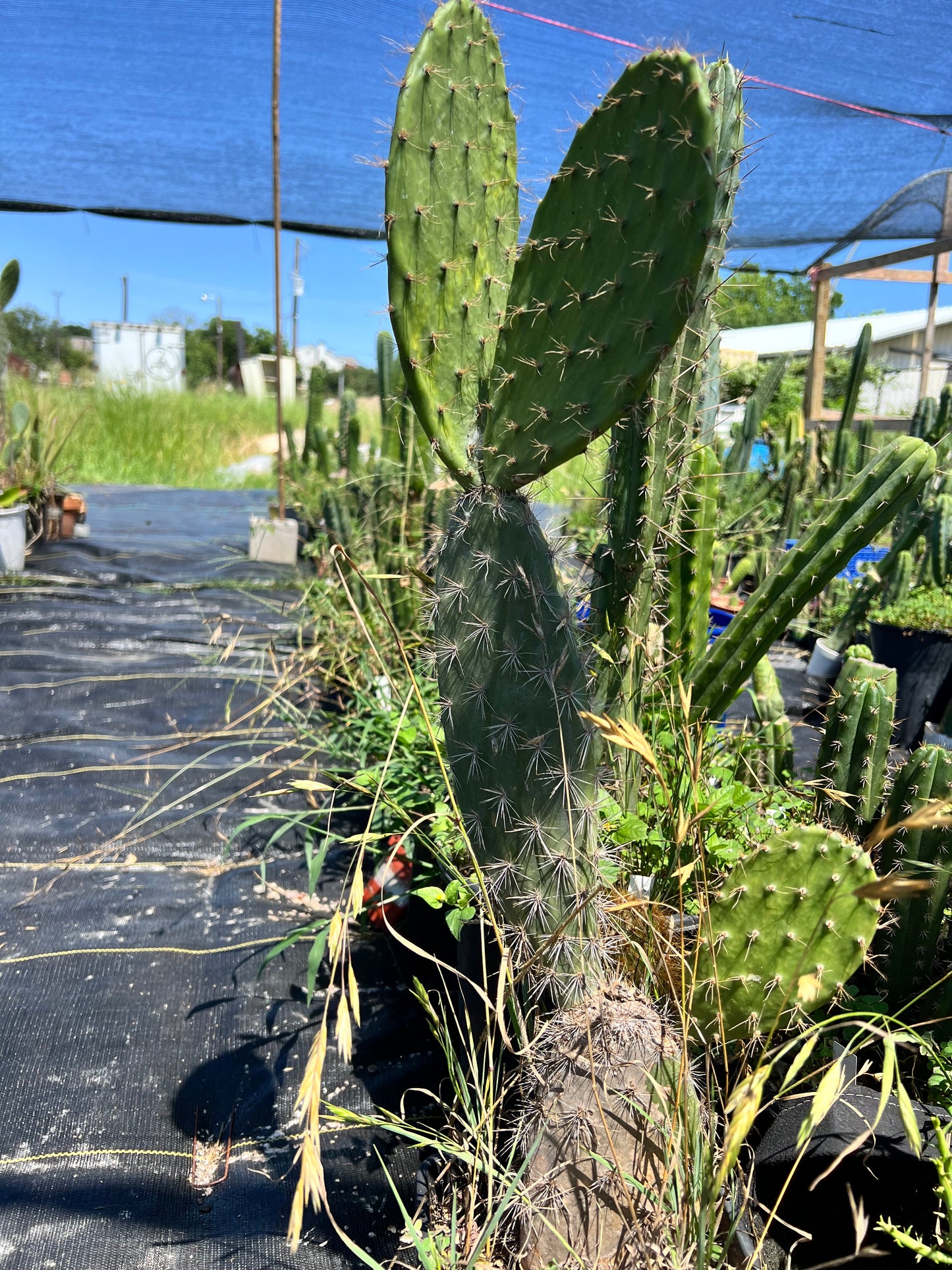 Galapagos island paddle cactus