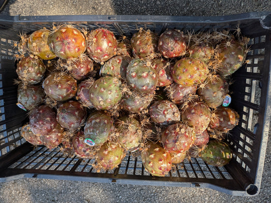 Organ Pipe, Pitaya, Stenocereus Thurberi Seeds