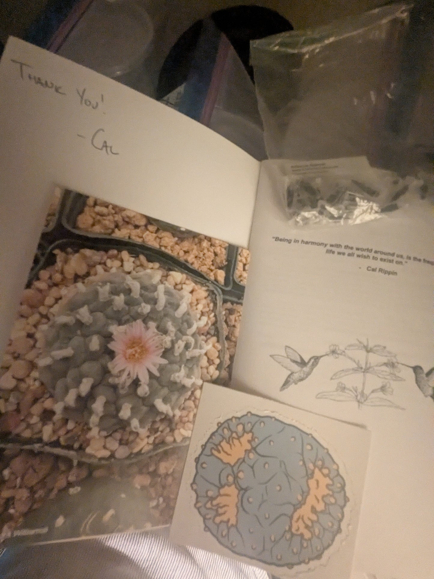 Loph Care Guide and or seeds